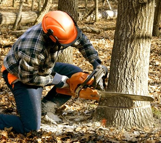 Tree Removal in Bluffton, MN